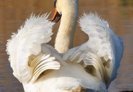 Höckerschwan